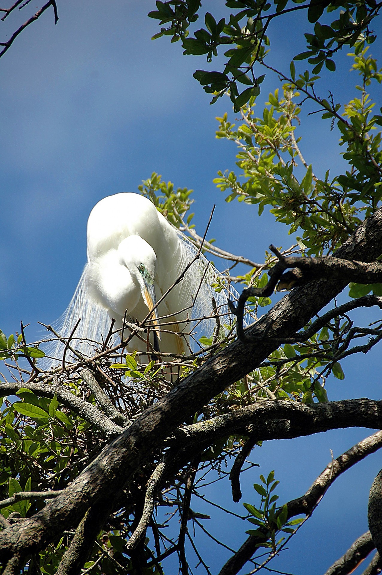white egret bird free photo