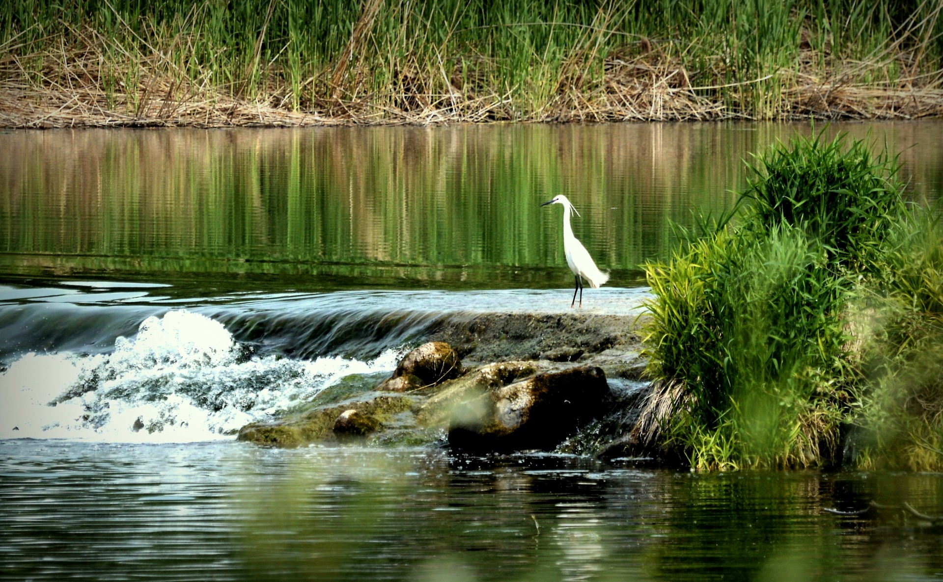 great egret floodplain danube free photo
