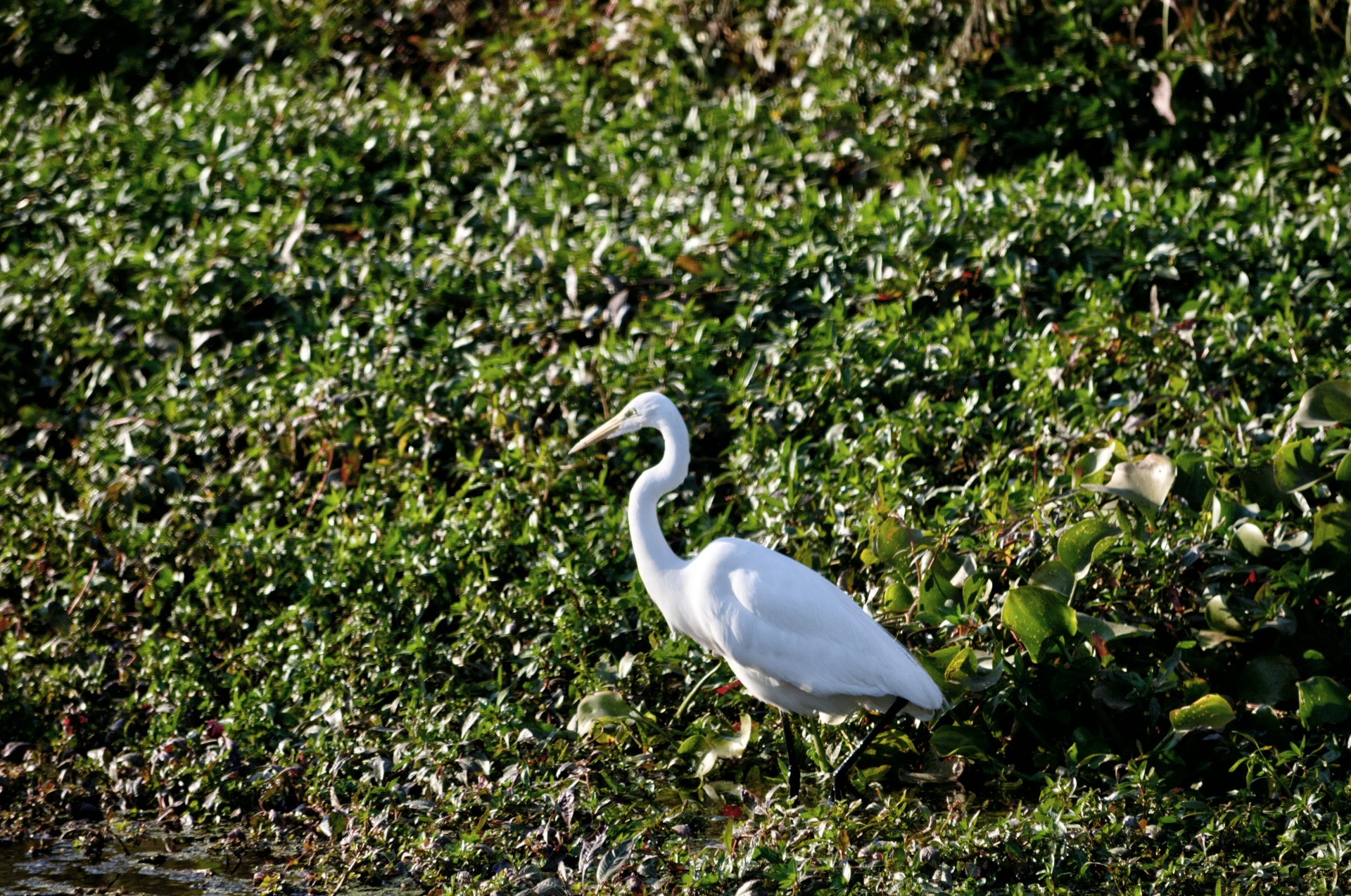 bird birds egret free photo