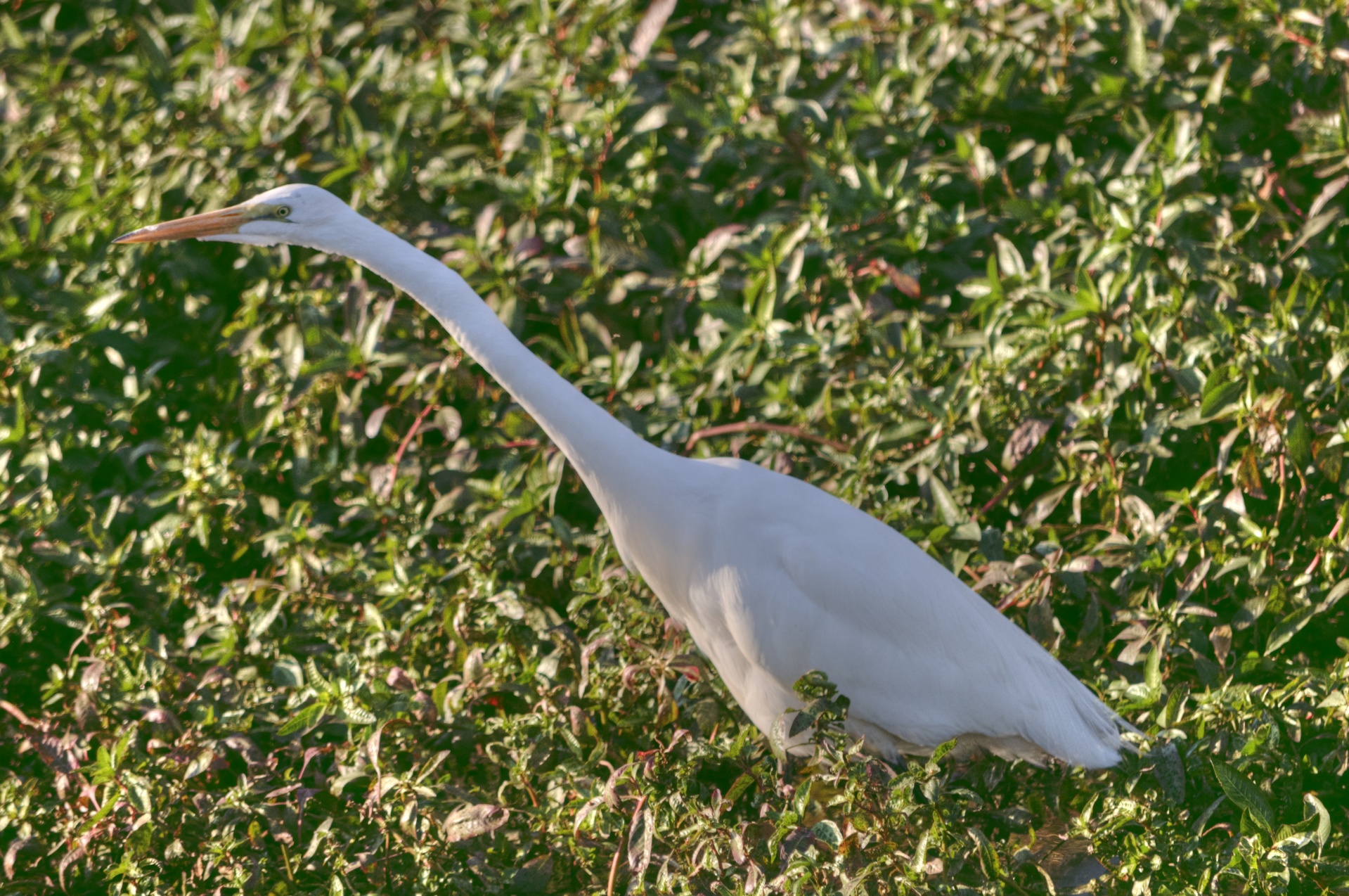 bird birds egret free photo