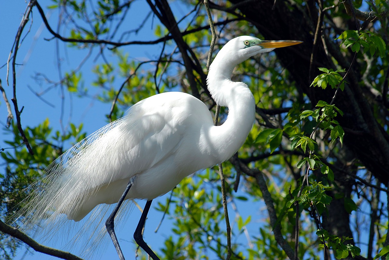 great white egret heron bird free photo