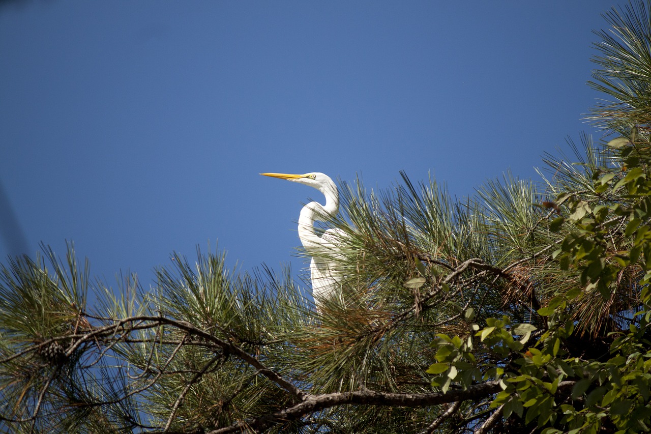 great white egret bird wildlife free photo