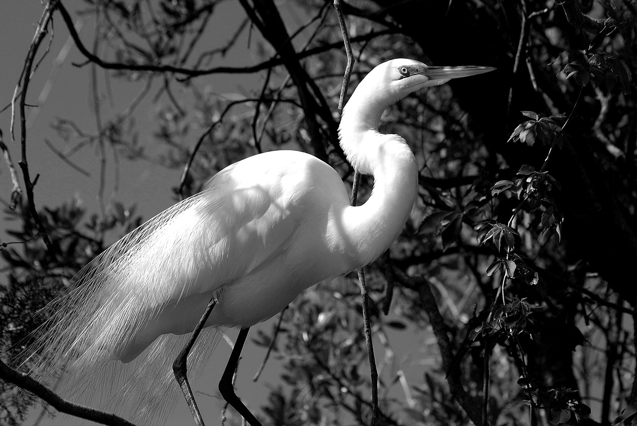 great white egret  heron  bird free photo