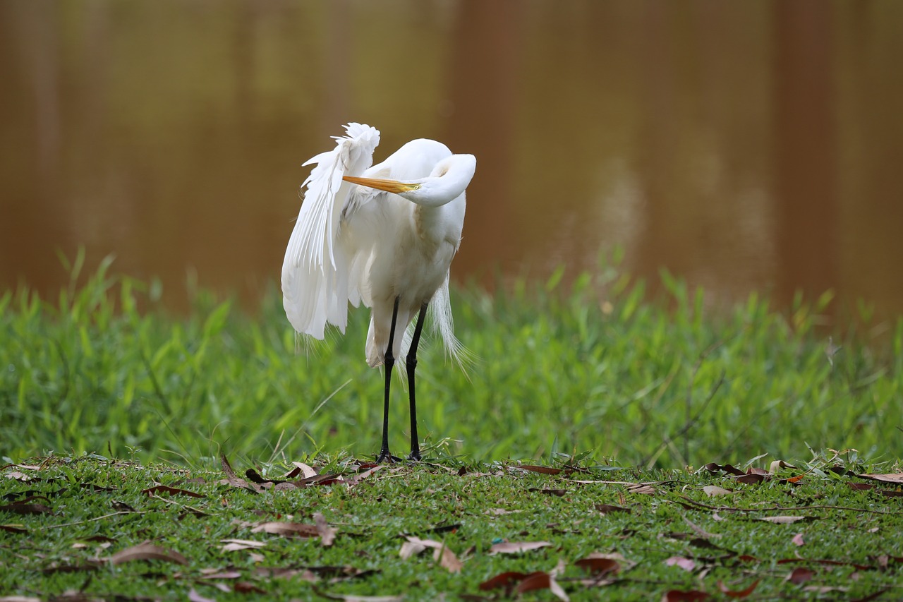 great white heron on the lakeside big bird free photo