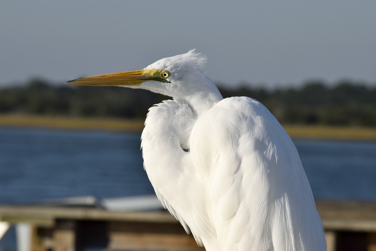 great white heron wildlife bird free photo