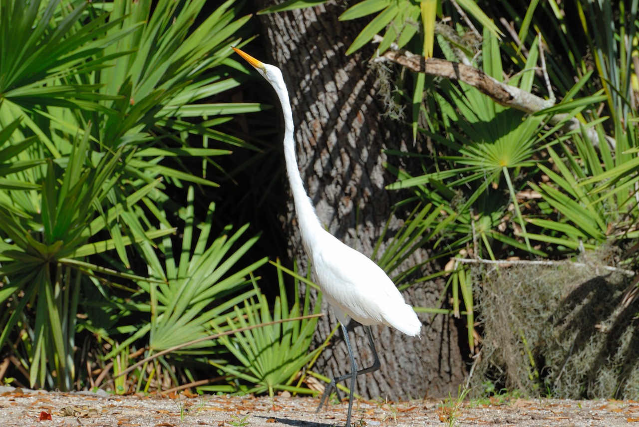 great white heron tropical bird wading free photo