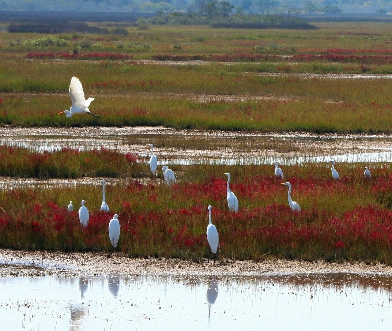 great white herons marsh bog free photo