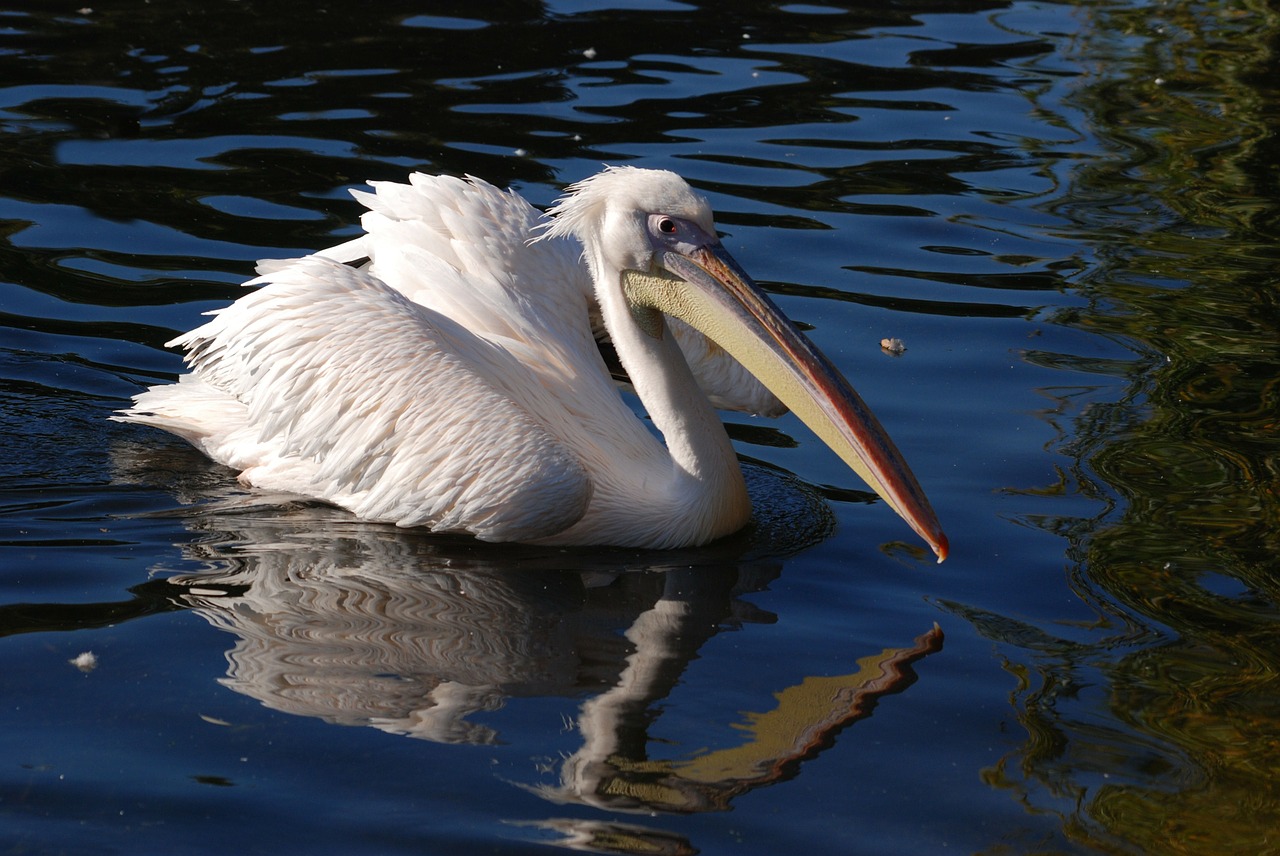 great white pelican pelican pelecanus onocrotalus free photo