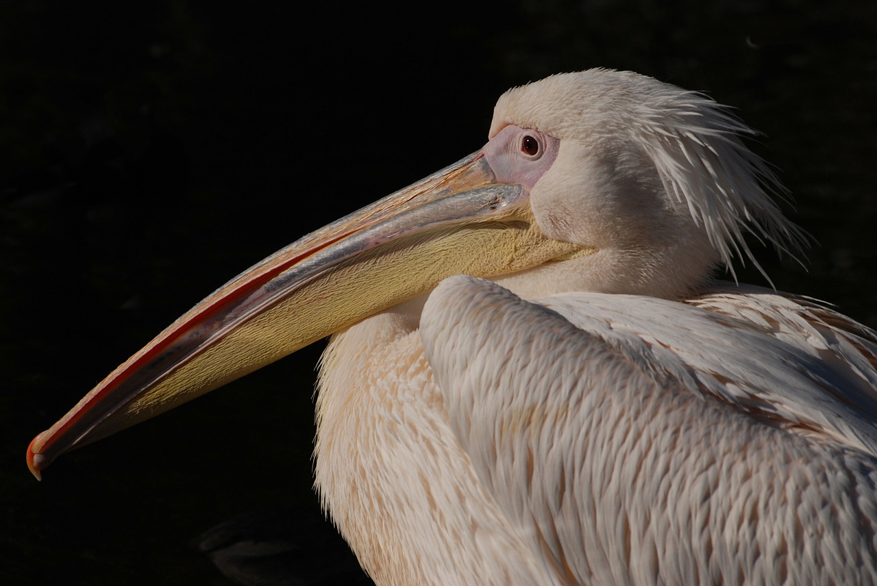 great white pelican pelican pelecanus onocrotalus free photo