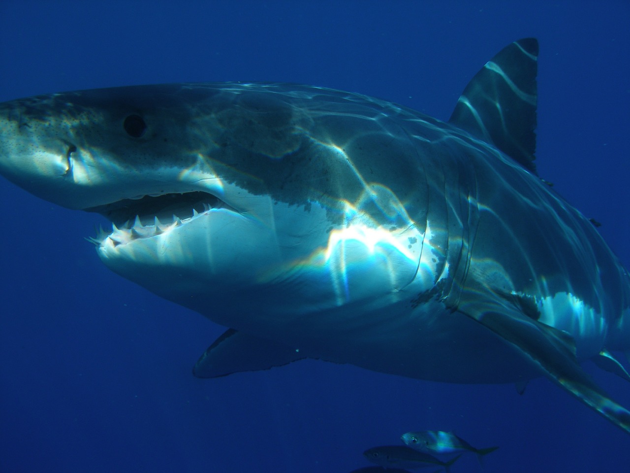 great white shark shark jaws free photo