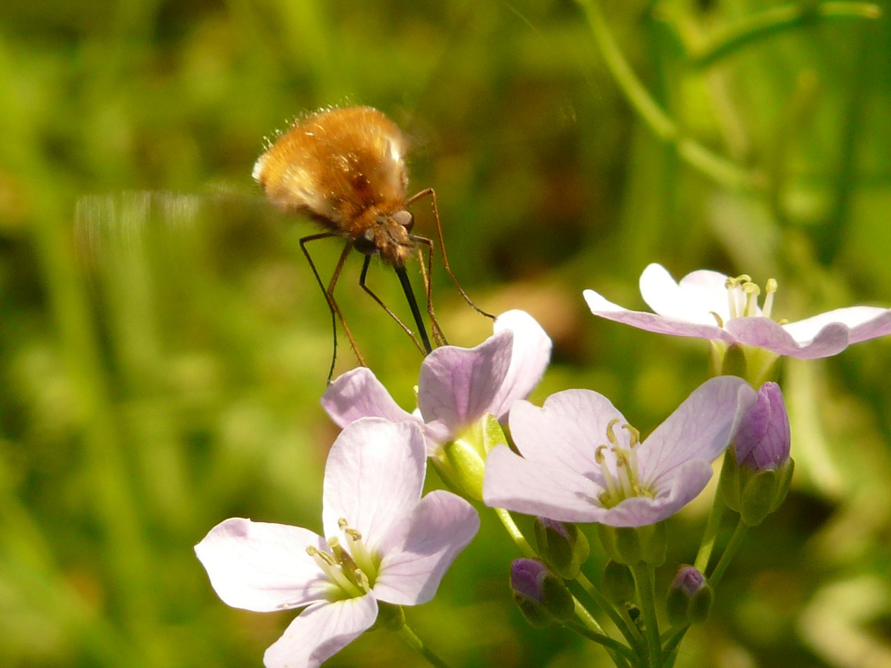 great wollschweber insect bombylius major free photo