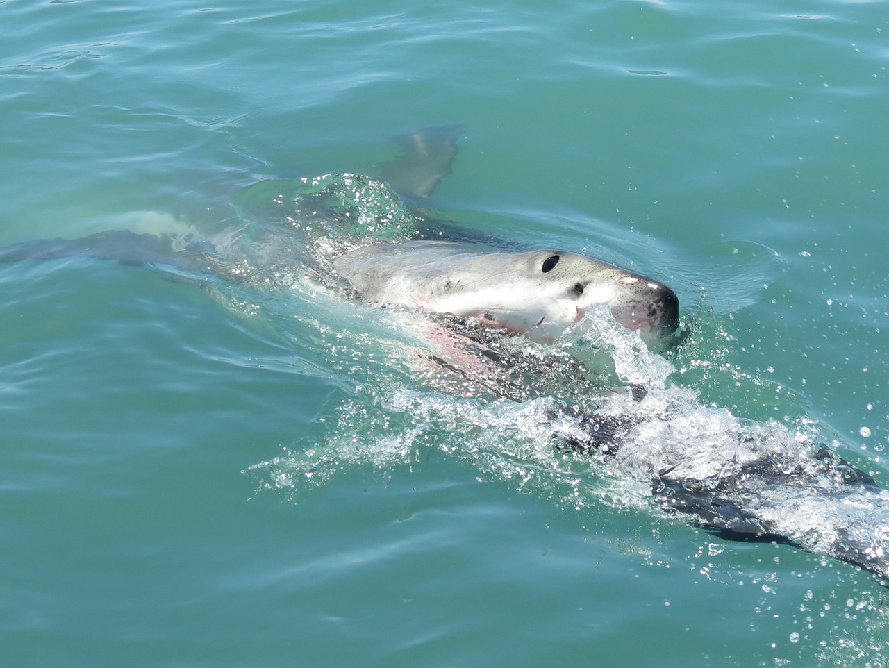 great wthite shark shark south africa free photo
