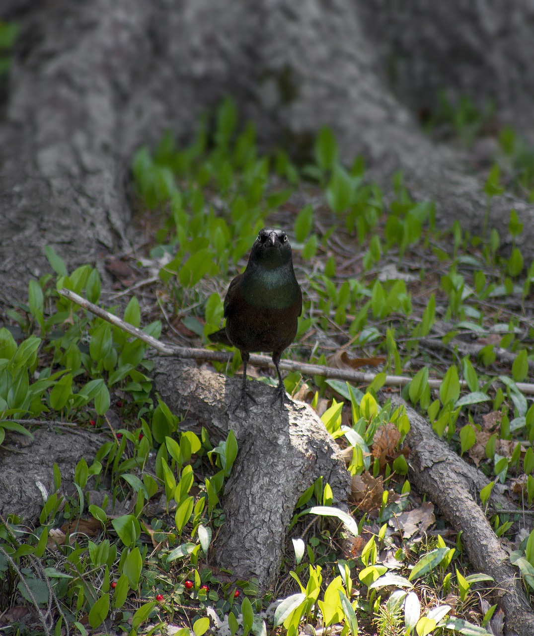 greater antillean grackle bird new jersey free photo