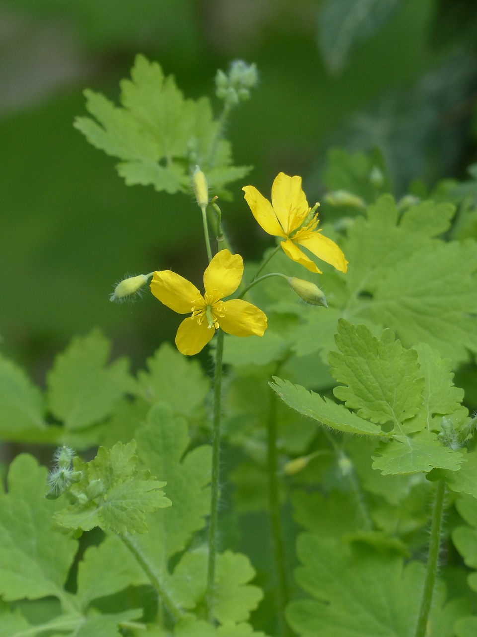 greater celandine blossom bloom free photo