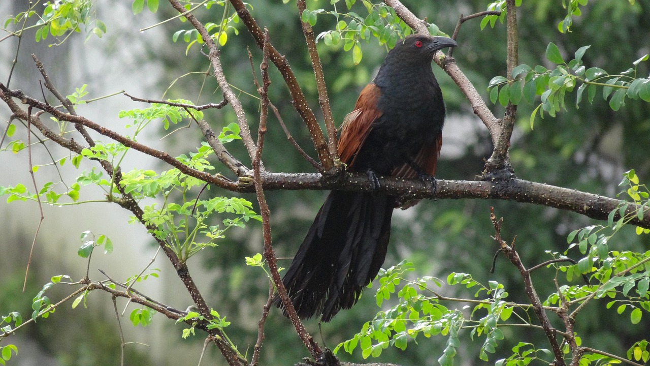 greater coucal crow pheasant mumbai rains free photo