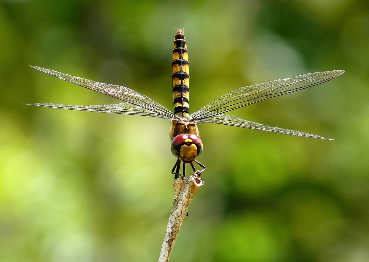 greater crimson glider dragonfly insect free photo