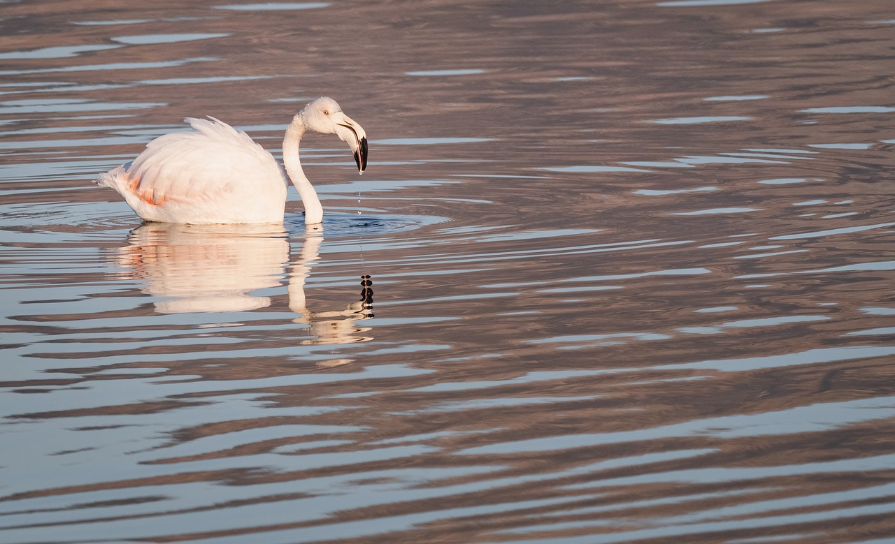 greater flamingo  flamingo  swan free photo