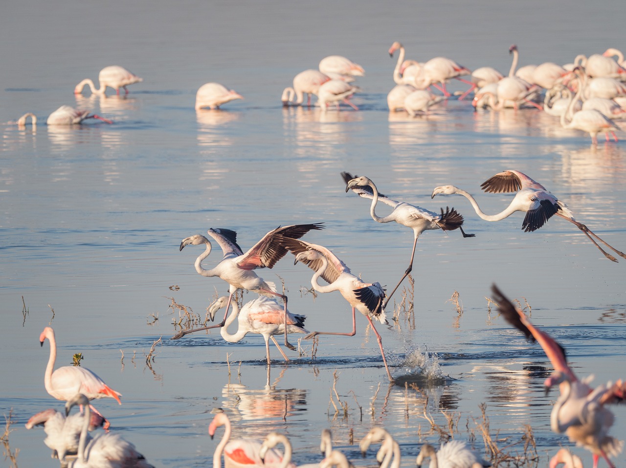 greater flamingoes  flamingos  birds free photo