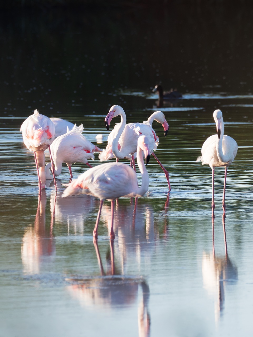 greater flamingos flamingo birds free photo