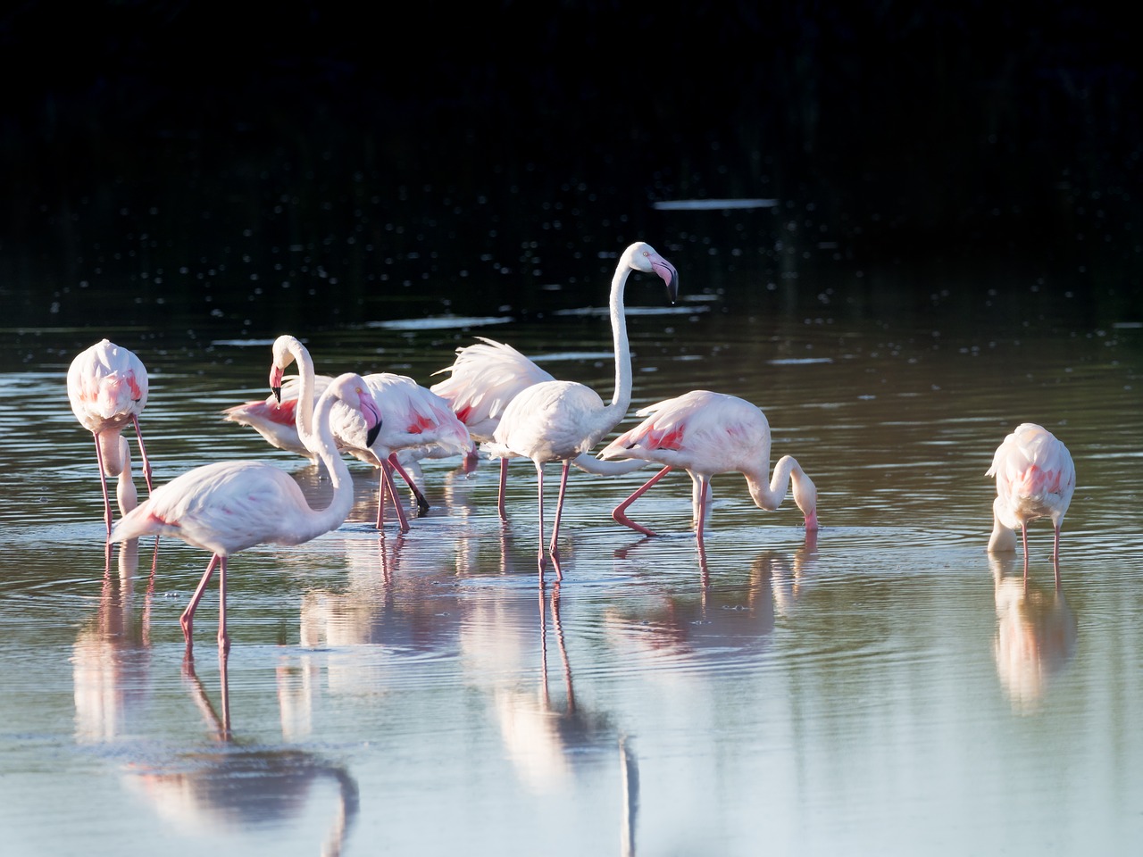greater flamingos flamingo birds free photo