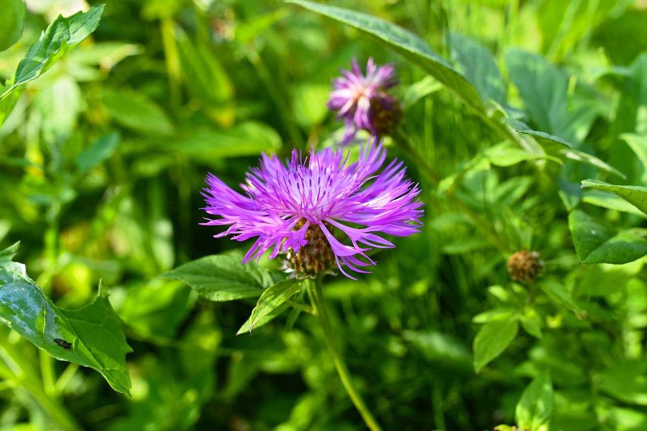 greater knapweed  plant  flower free photo