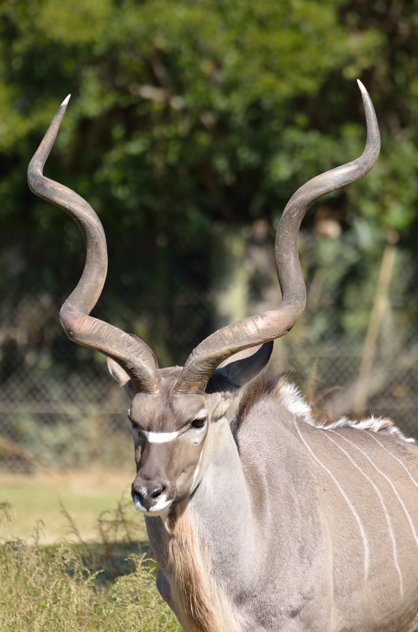 greater kudu animal zoo free photo