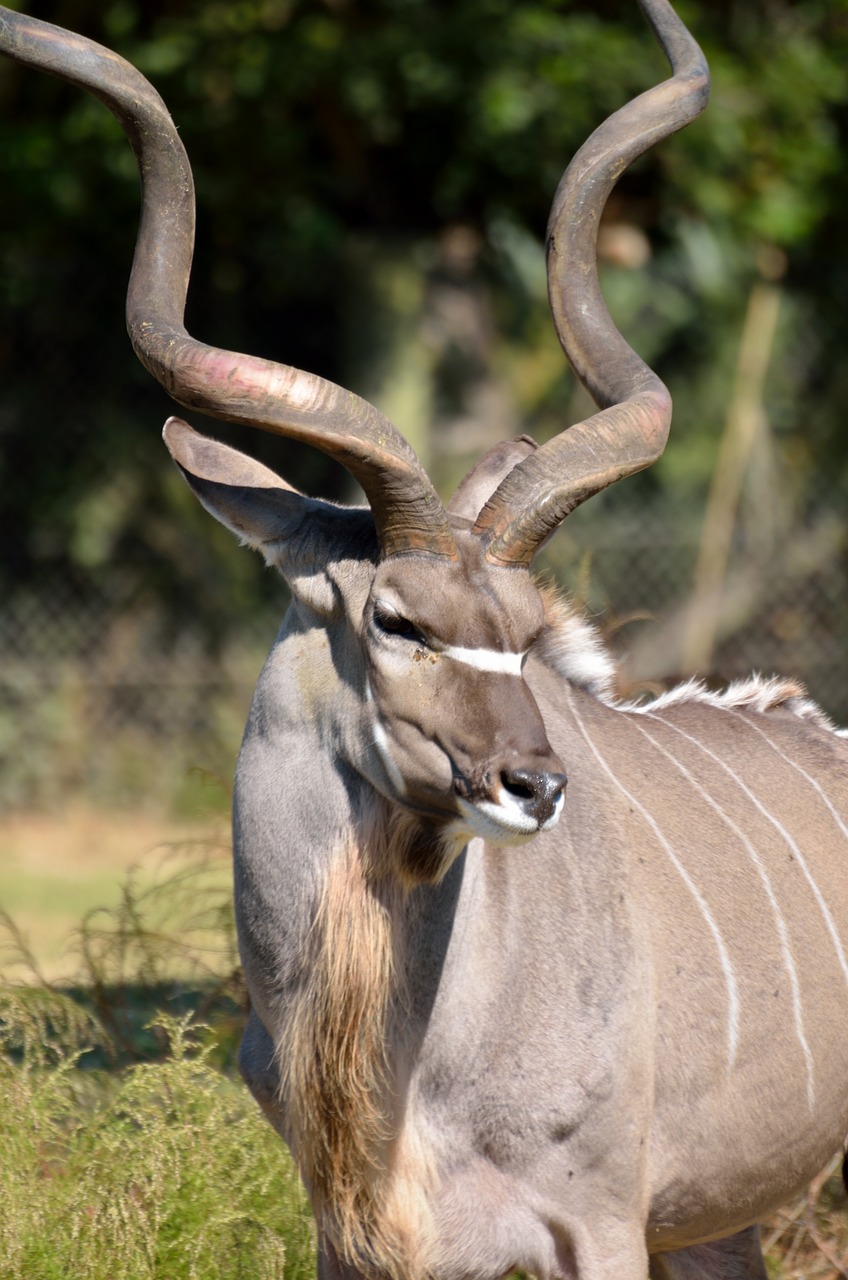 greater kudu wildlife africa free photo