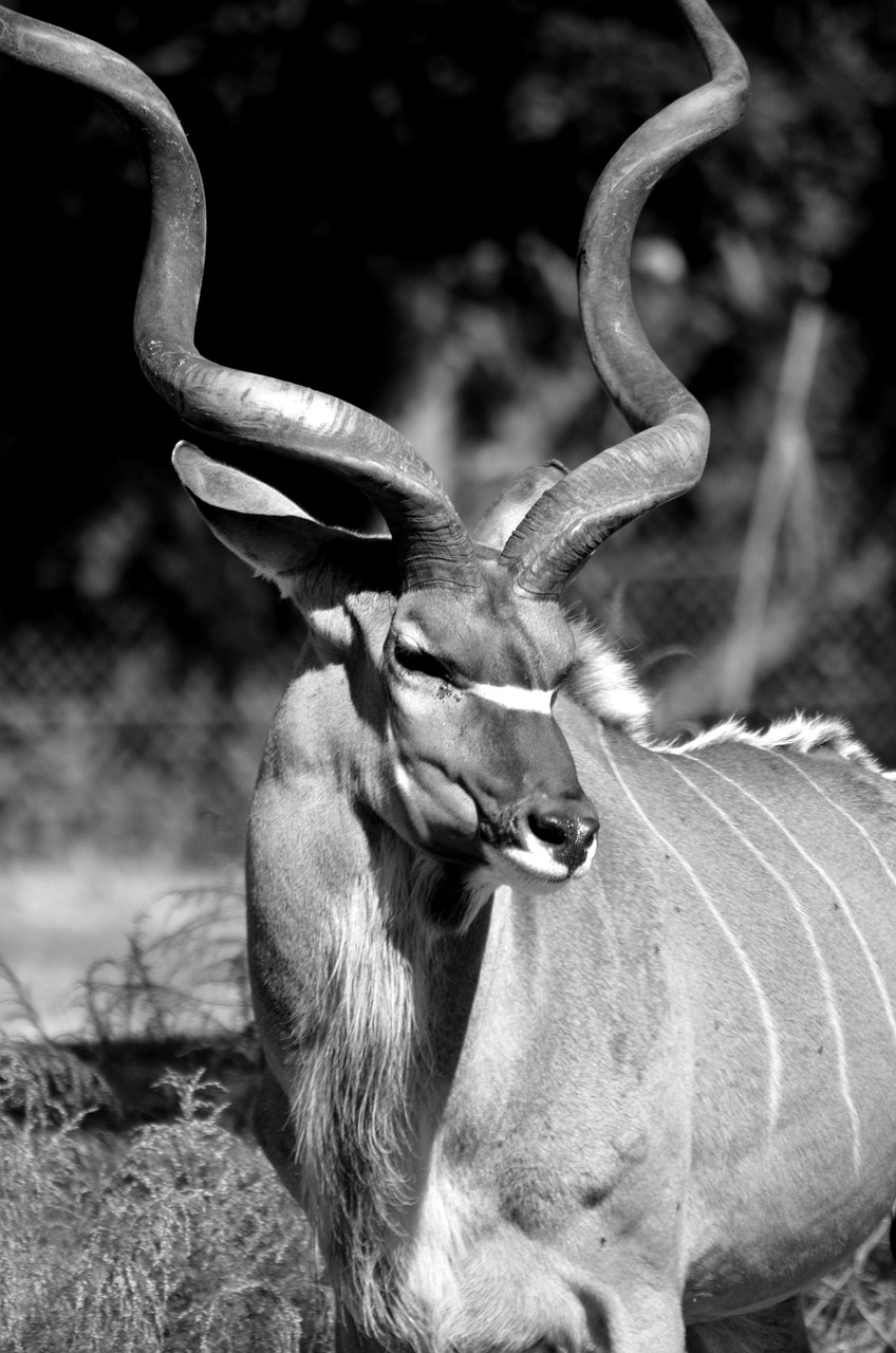 greater kudu  wildlife  africa free photo