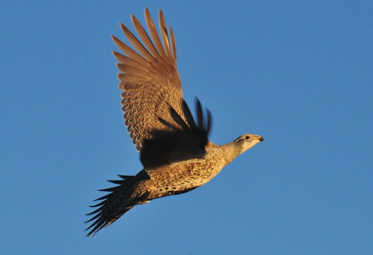 greater sage grouse flying portrait free photo