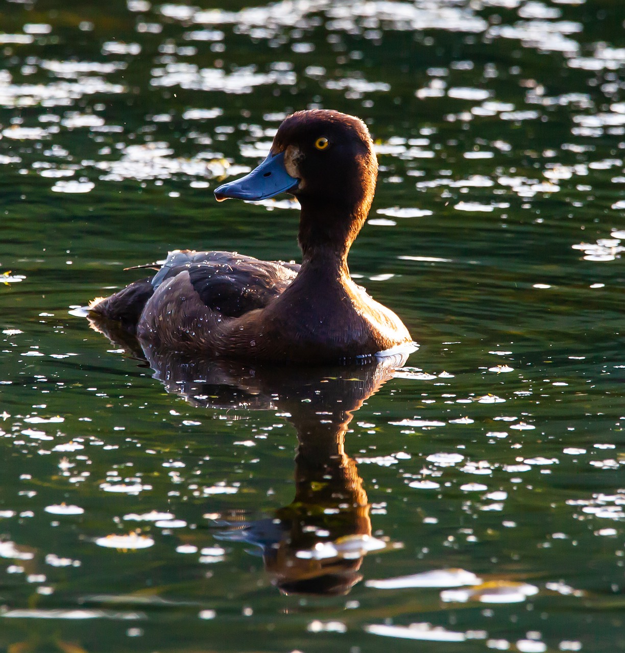 greater scaup  scaup  golden eye duck free photo