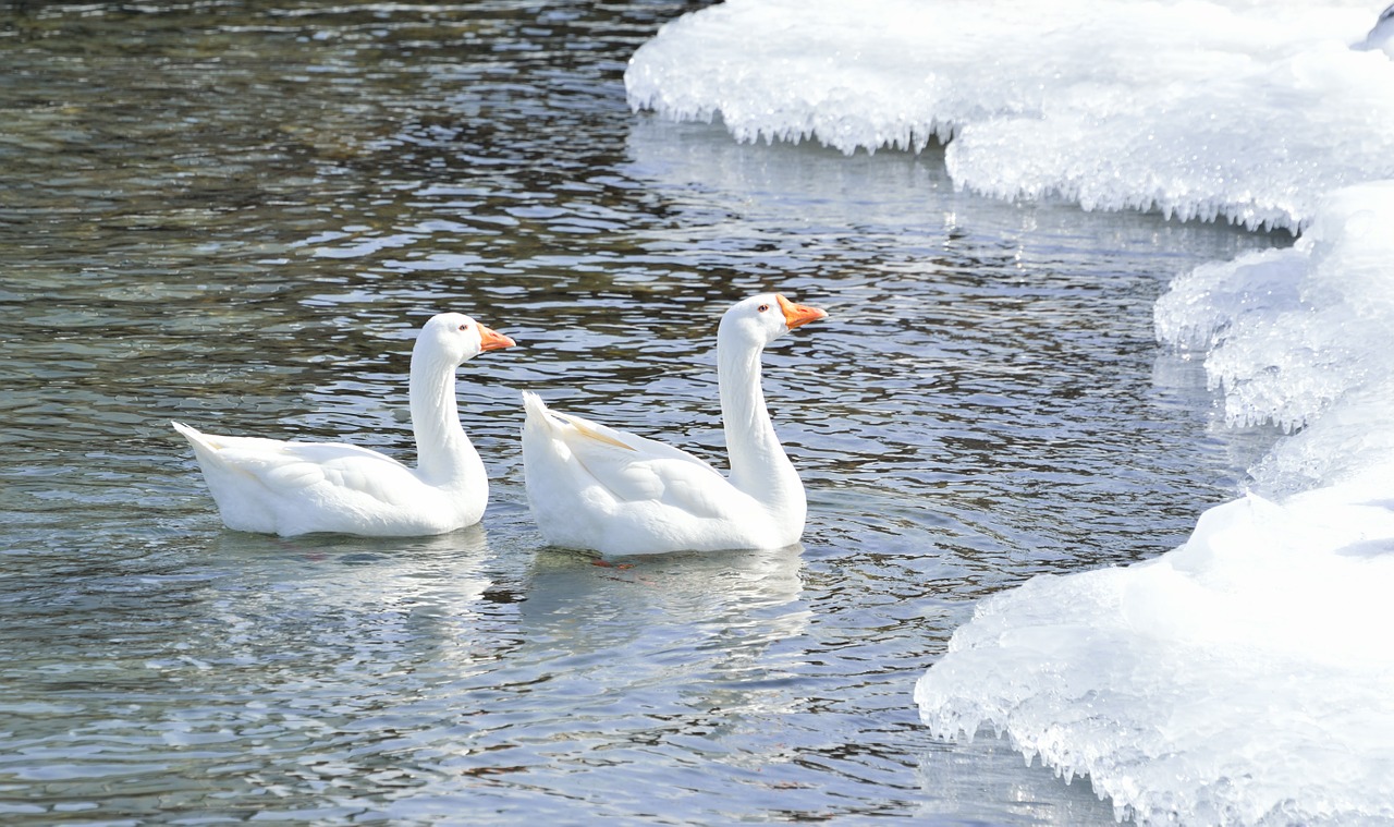 greater snow goose wading birds winter free photo