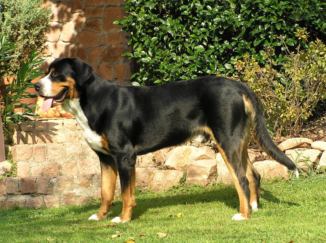 greater swiss mountain dog pup swiss mountain dog free photo