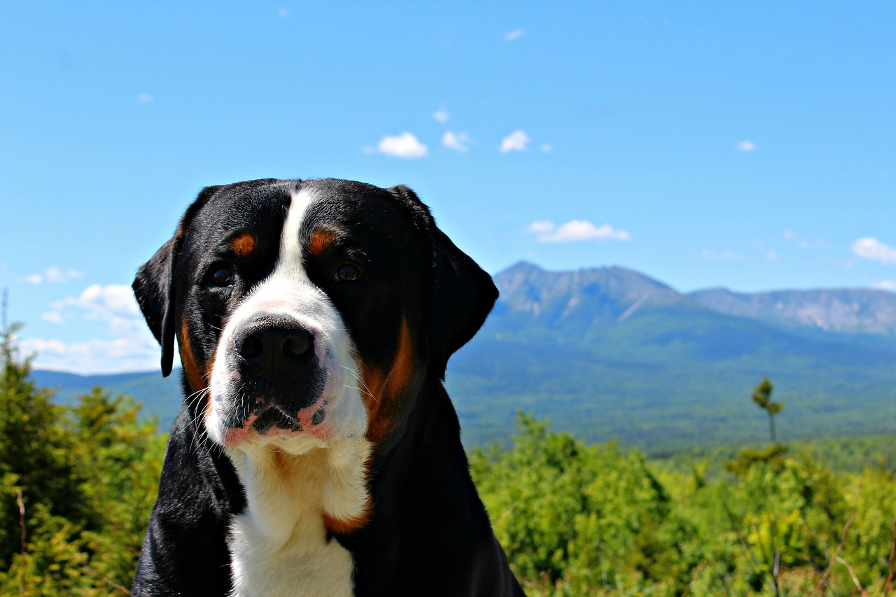 greater swiss mountain dog  mountain  dog free photo