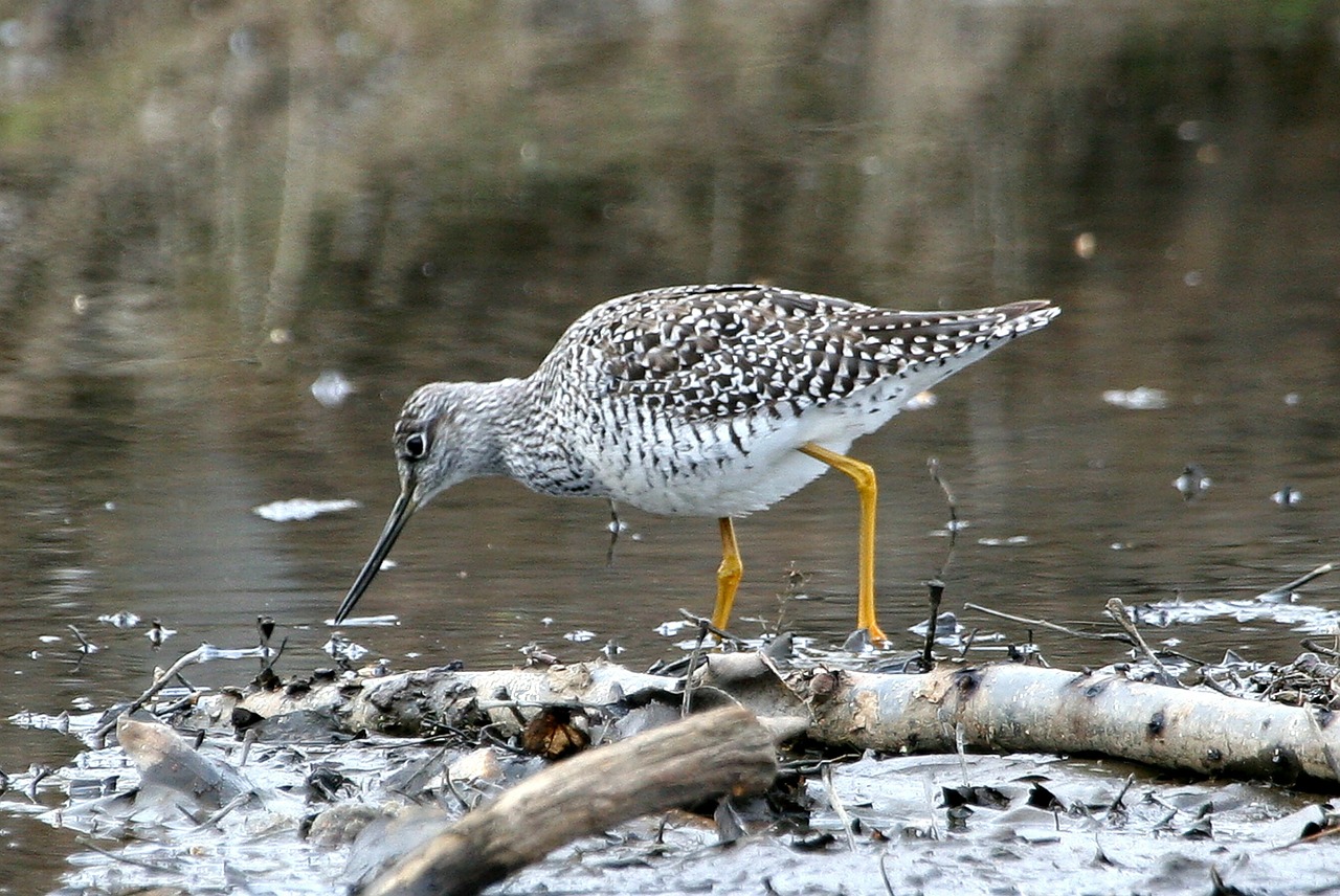 greater yellowlegs bird seabird free photo