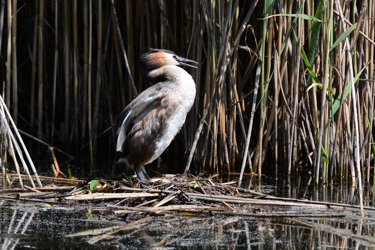 grebe water river free photo