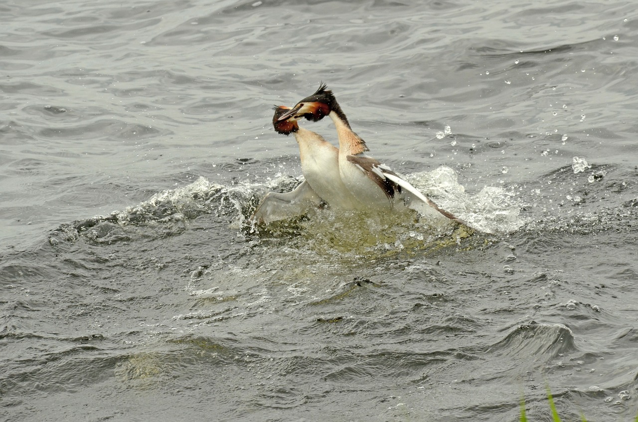 grebe bird waterfowl free photo