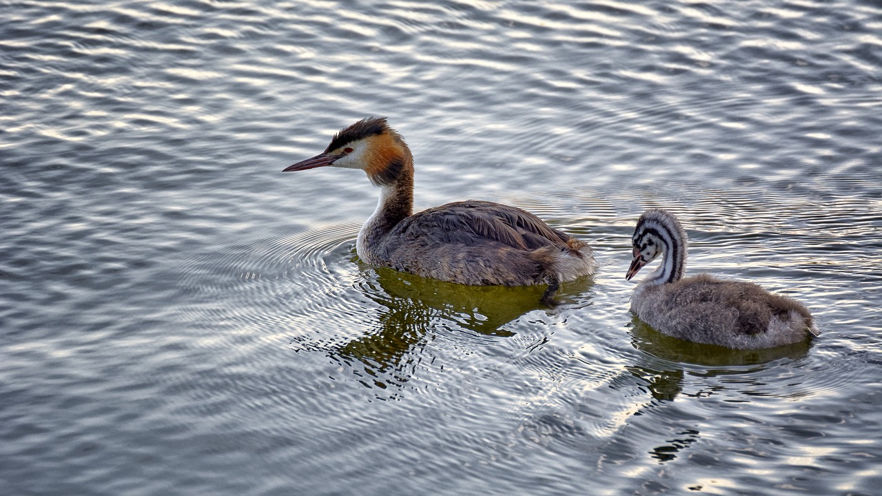 grebe  water  young free photo