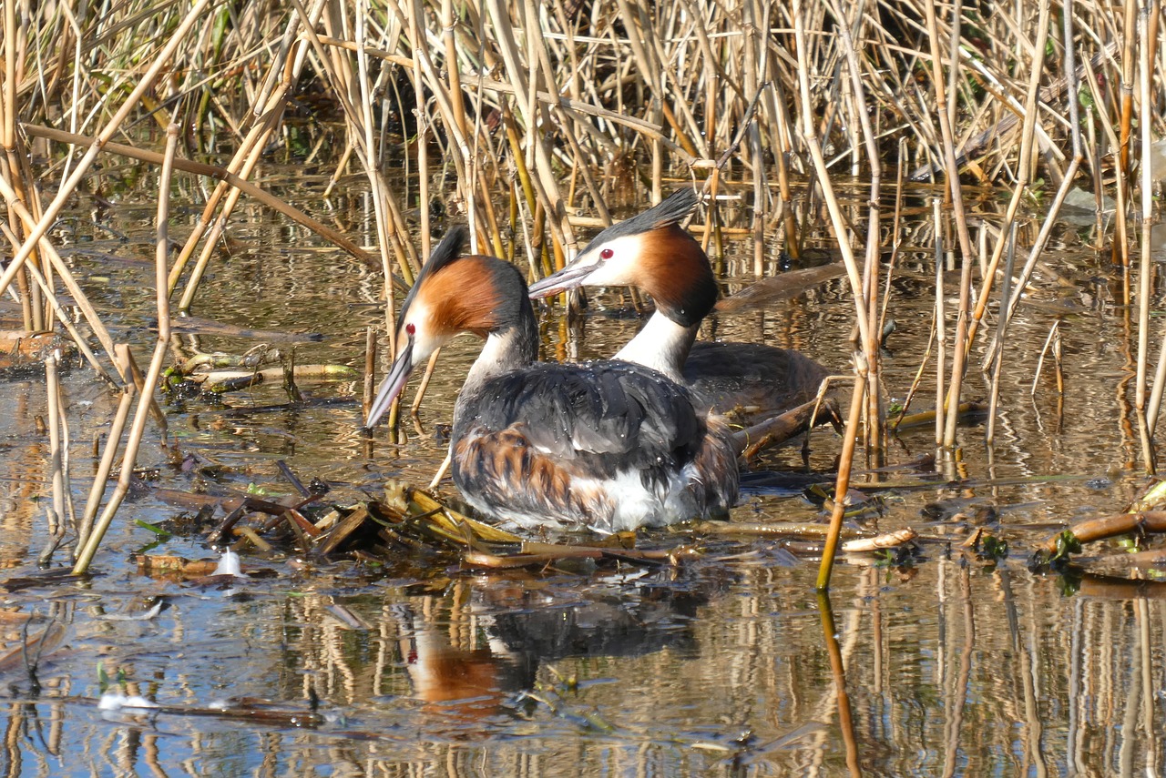 grebe  nest building  ditch free photo