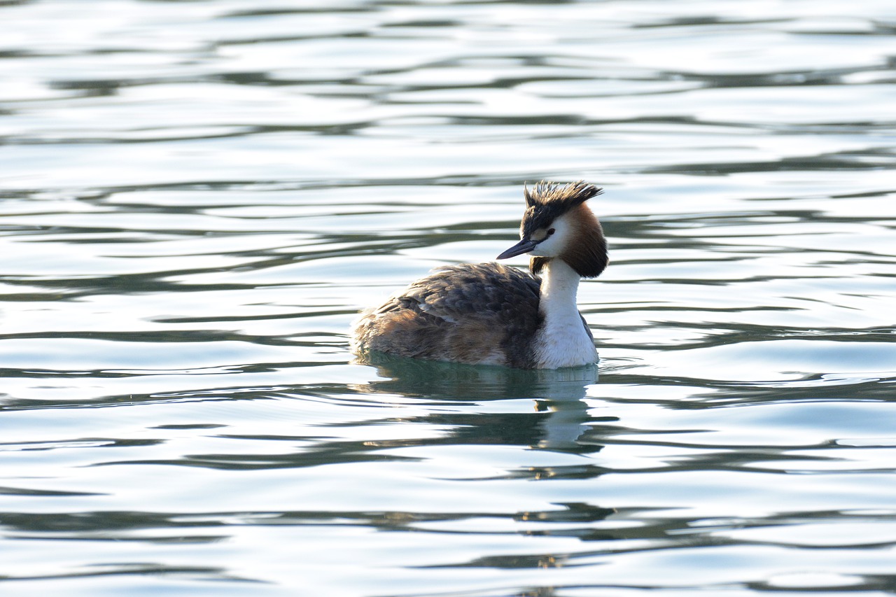 grebe  posh  nature free photo