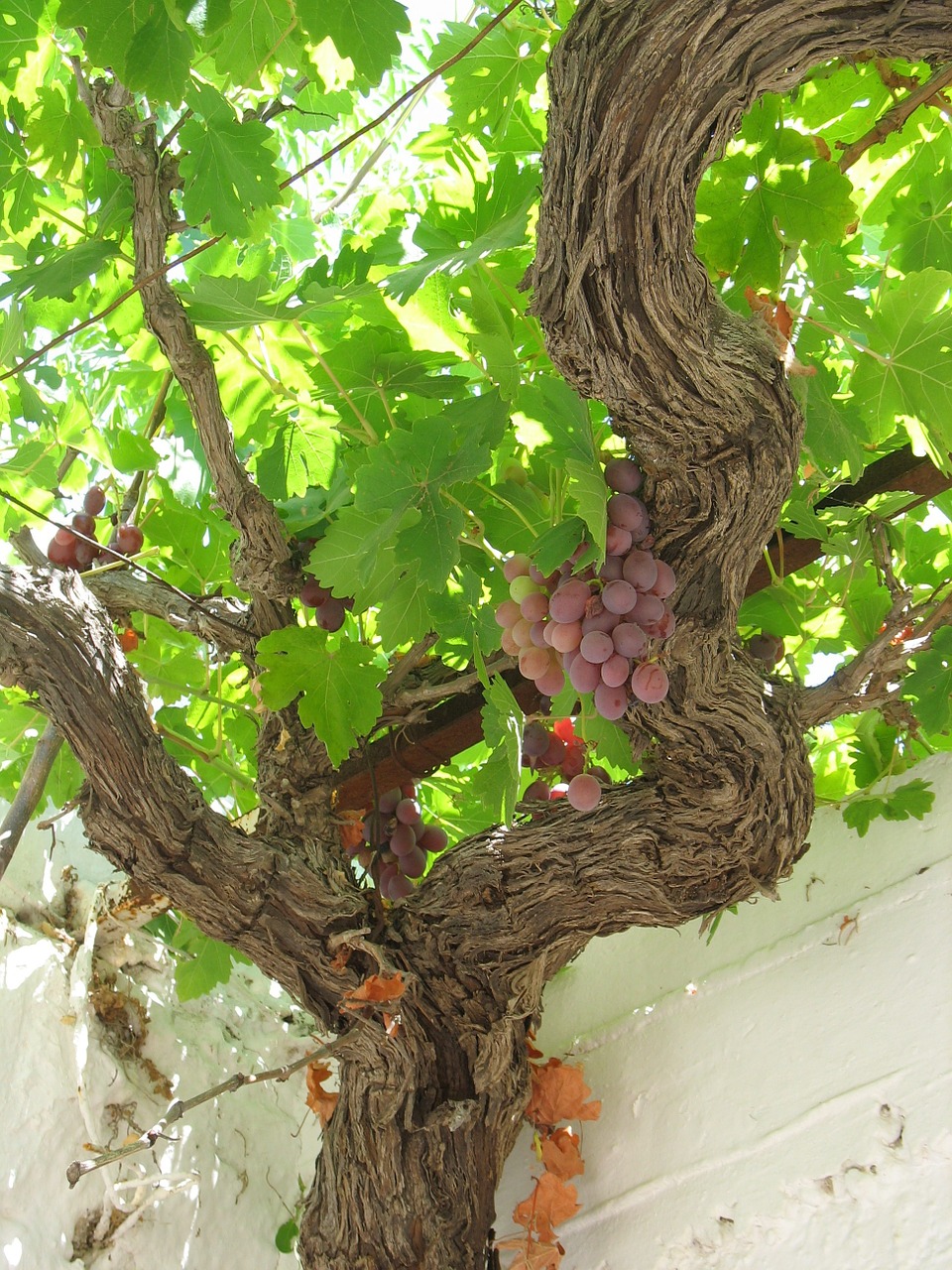 grapes ripe greece free photo