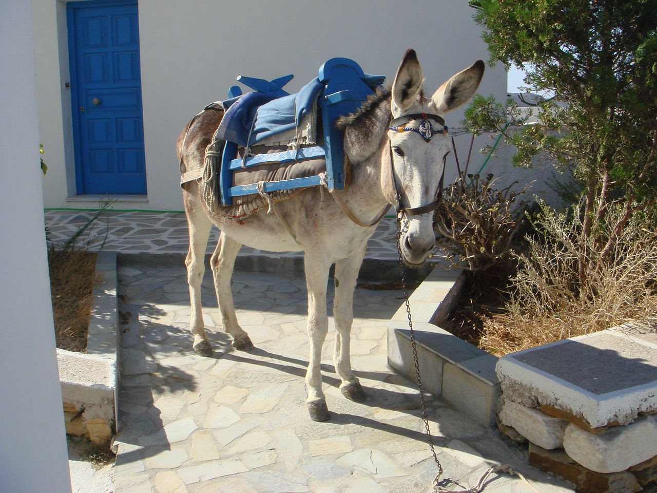 greece donkey ios free photo