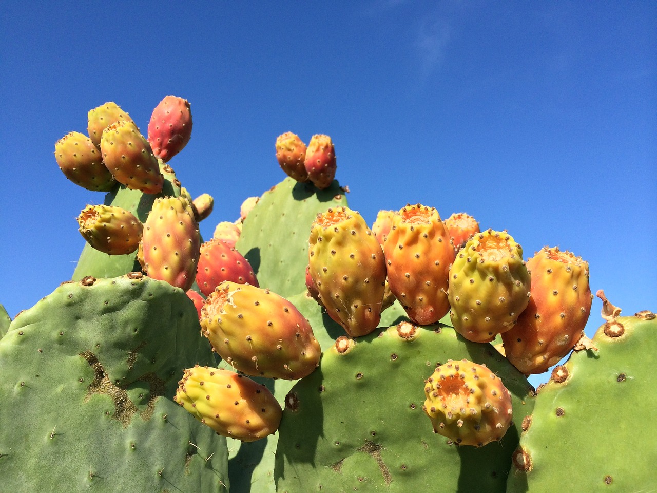 greece succulent cactus free photo