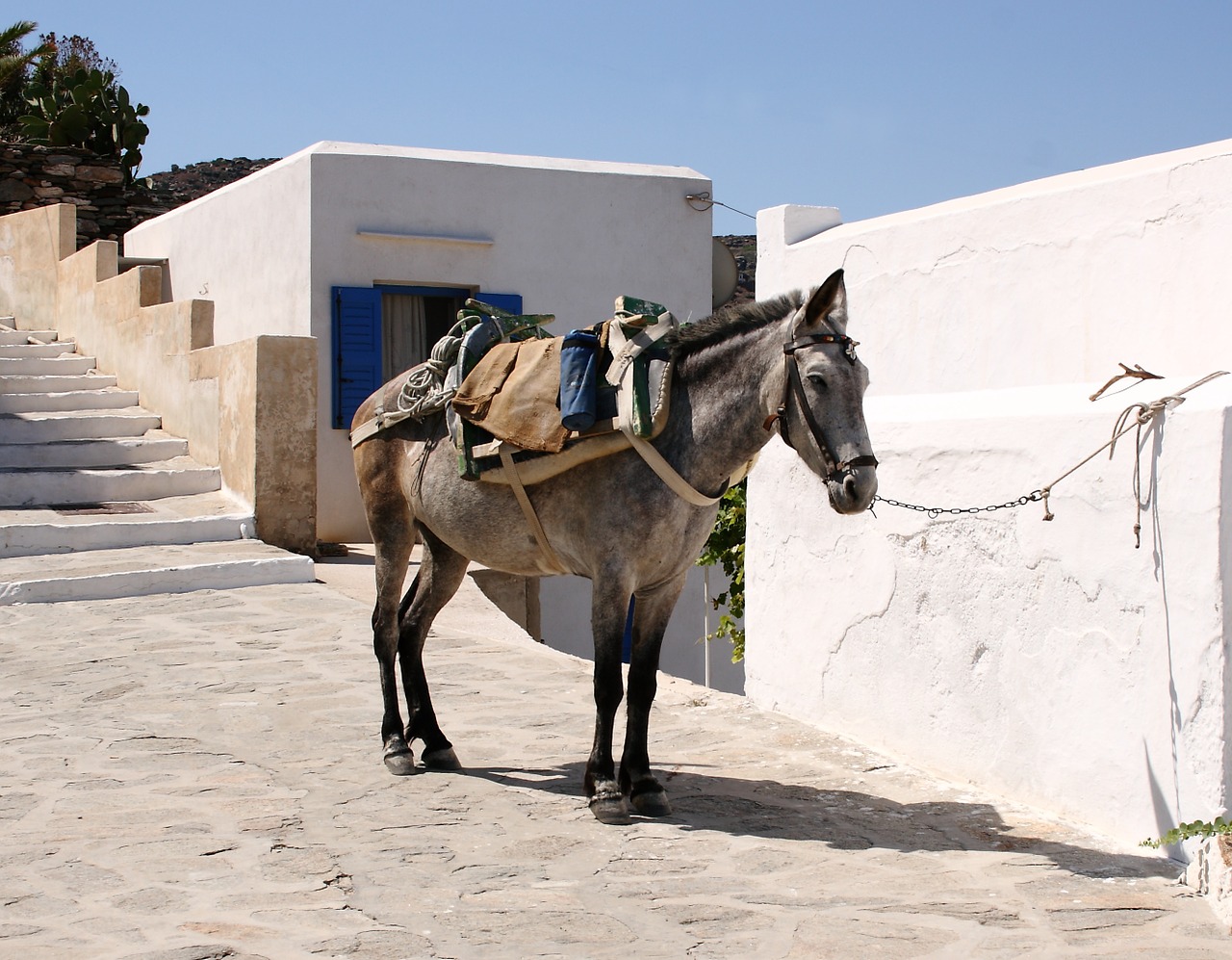 greece milos donkey free photo