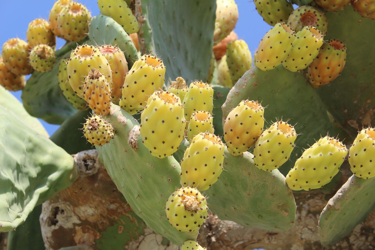 cactus greece rhodes island free photo