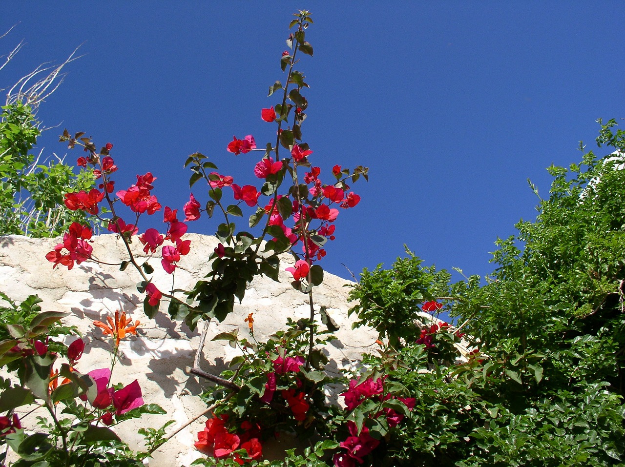 greece flowers sky free photo