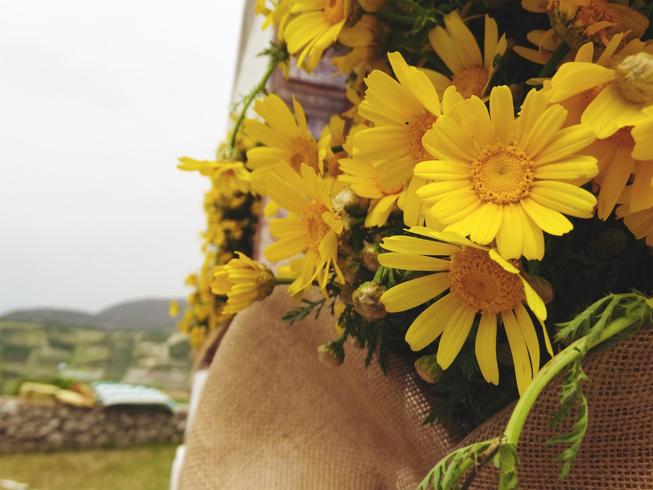 greece flowers outdoor free photo