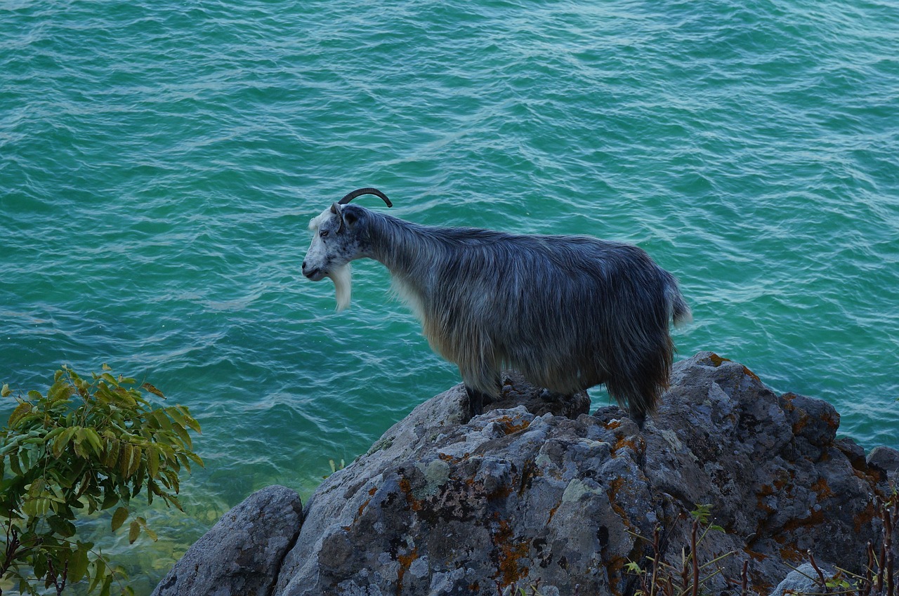 greece  landscape  ruminants free photo