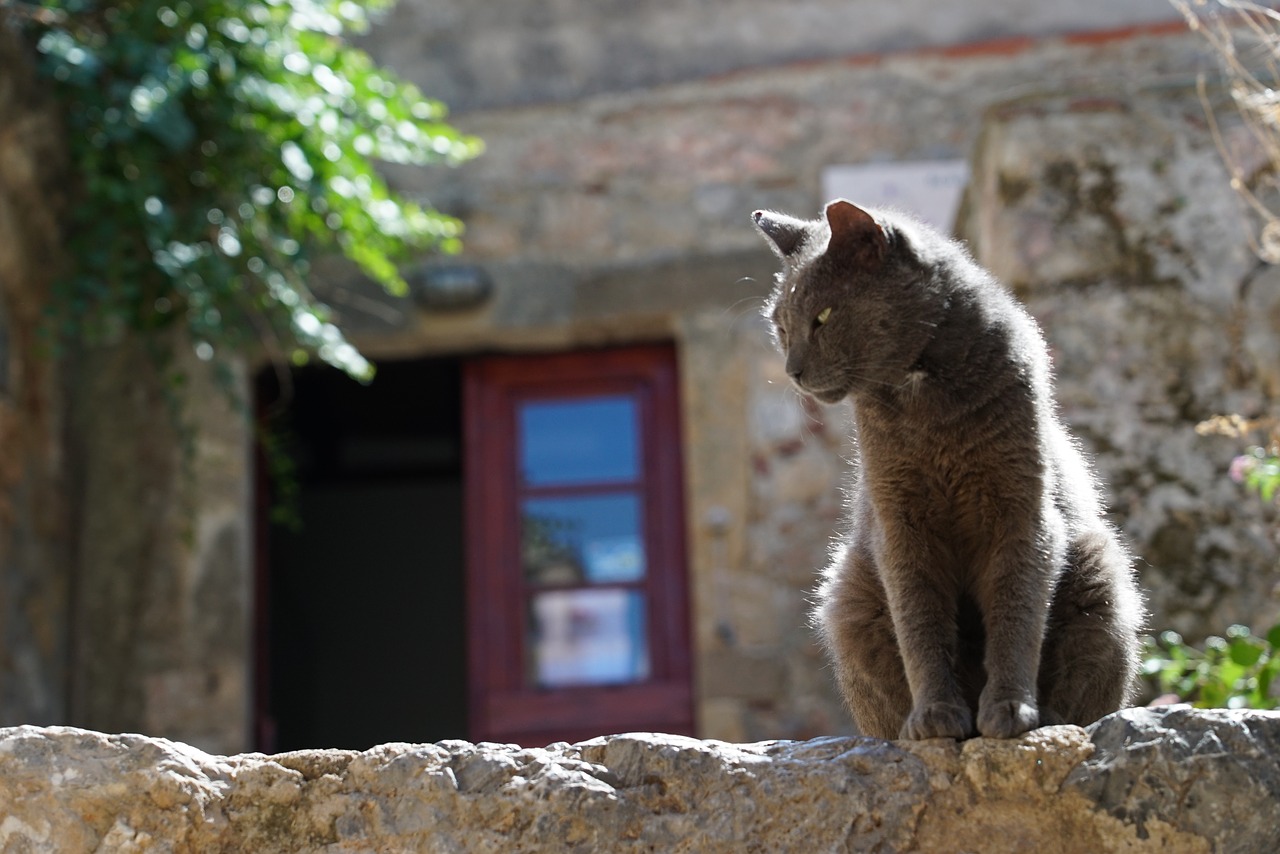 greece  monemvasia  cat free photo