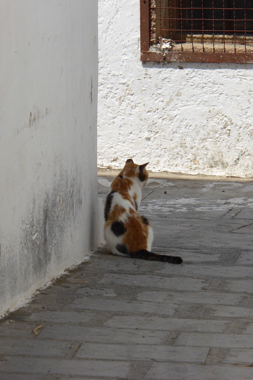 greece cat village free photo