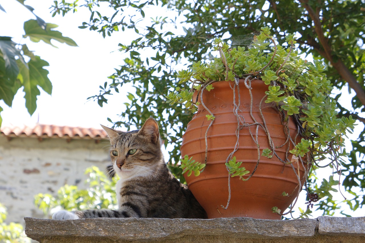 greece cat village free photo
